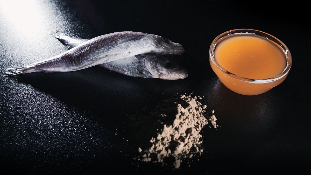 Bakkafrost - Fishmeal and fish oil - Faroese salmon