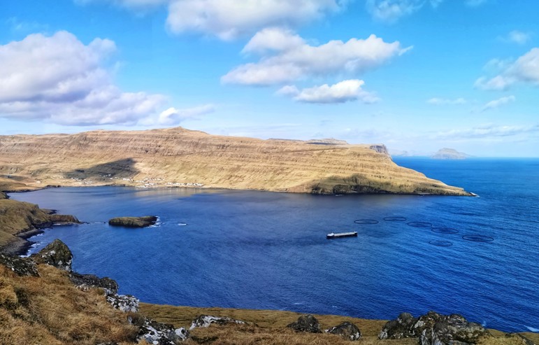 Bakkafrost releases smolt in Suðuroy